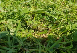 20180817 132723 (Large) (108 visits) 20180817 132723 (Large)